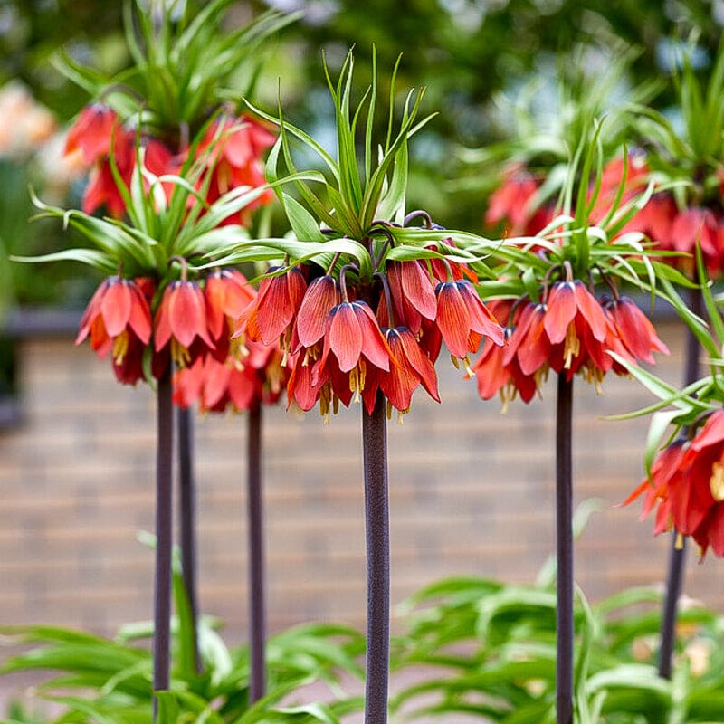 Crown Imperial Flower seeds for Planting - Perfect for Borders, Heirloom & GMO Free Seeds for Home Garden