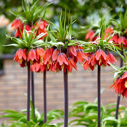 Crown Imperial Flower seeds for Planting - Perfect for Borders, Heirloom & GMO Free Seeds for Home Garden