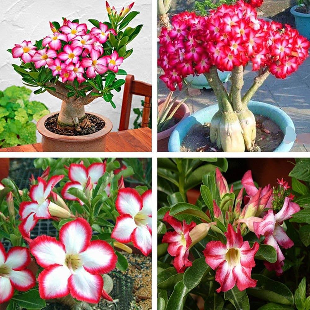 Vibrant Red Desert Rose Plant