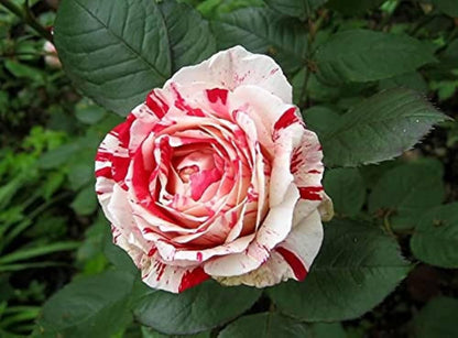 Close-up of Asaka White Red Rose petals