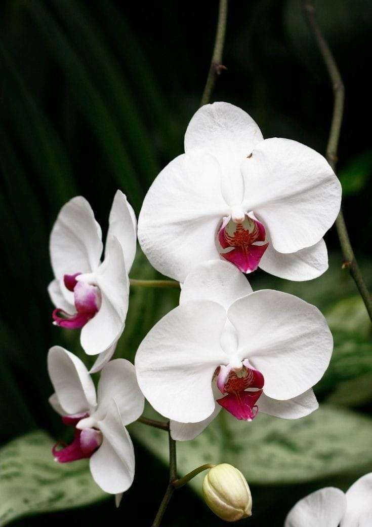 Multi Colored Butterfly Orchid Flower seeds for Planting Hardy Variety, Heirloom & GMO Free Seeds for Home Garden Sale vegetable and garden seeds
