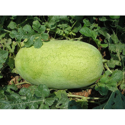 Bright red juicy interior of Charleston Gray Watermelon