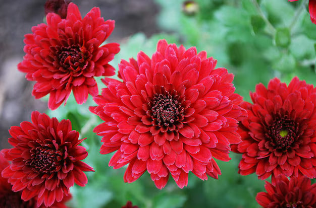 Red Chrysanthemum Flower seeds for Planting Cut Flower Favorite, Heirloom & GMO Free Seeds for Home Garden vegetable and garden seeds