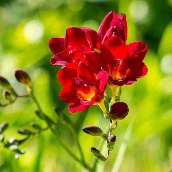 Close-up of Red Freesia blooms and foliage