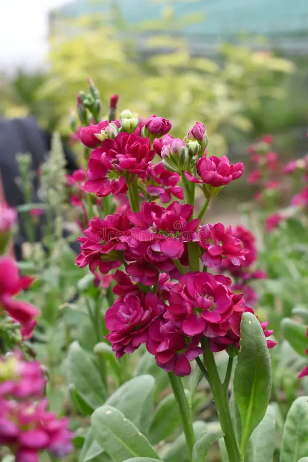 Premium Maroon Matthiola Incana Flower seeds for Planting Long Bloom Season, Heirloom & GMO Free Seeds for Home Garden seeds