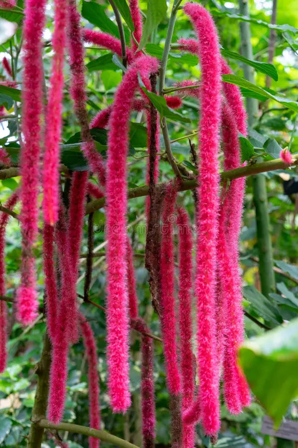 Pink Acalypha Chenille Flower seeds for Planting Pollinator Friendly, Heirloom & GMO Free Seeds for Home Garden vegetable and garden seeds