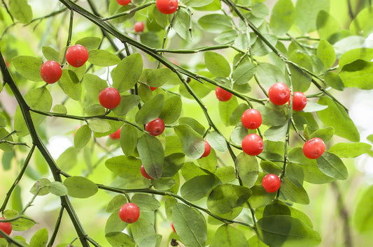 Red Huckleberry Seeds – Vaccinium parvifolium Non-GMO Edible Berry Shrub