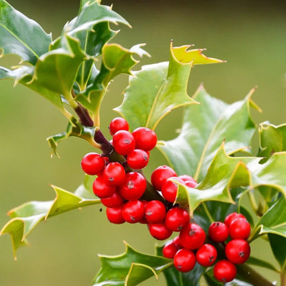 Red Ilex Opaca seeds for planting home gardens