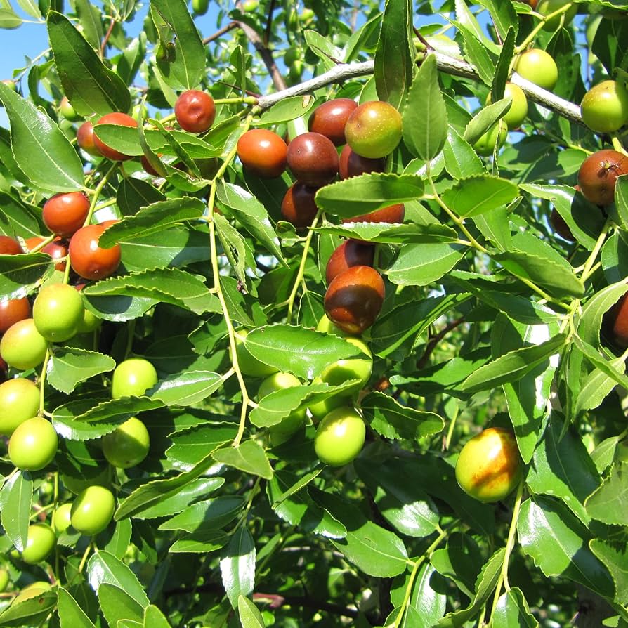 Red jujube seeds for planting sweet Ziziphus fruit trees