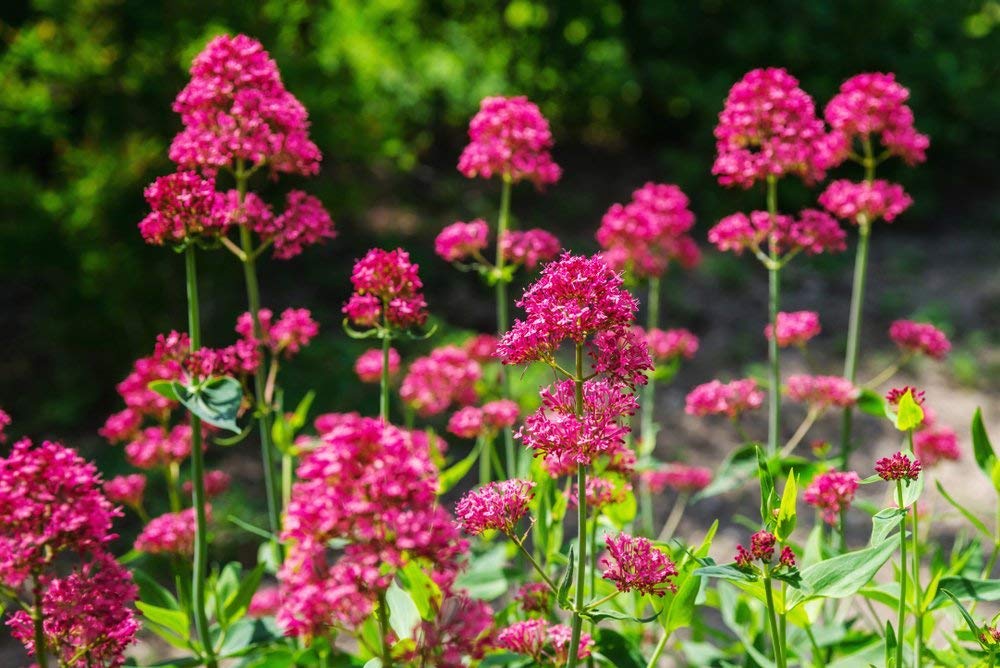 Red Jupiter's Beard Centranthus ruber Growing in Sunny Garden Border