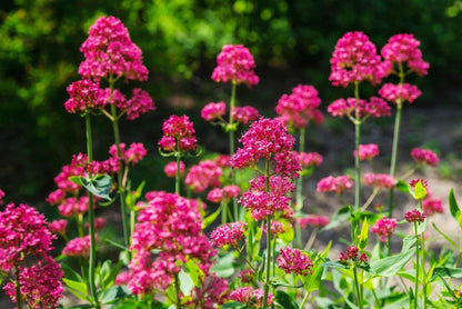 Red Jupiter's Beard Centranthus ruber Growing in Sunny Garden Border