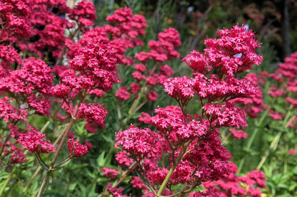 Red Jupiter's Beard Seeds Centranthus ruber Bright Red Flower Plant