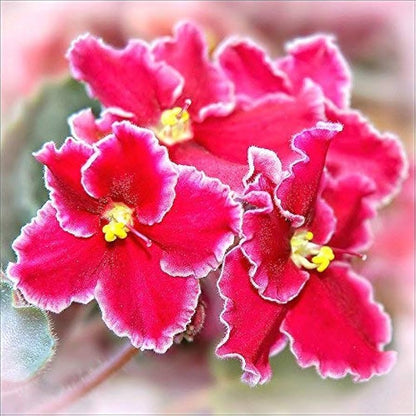 Red Mini Matthiola Flowers in Full Bloom
