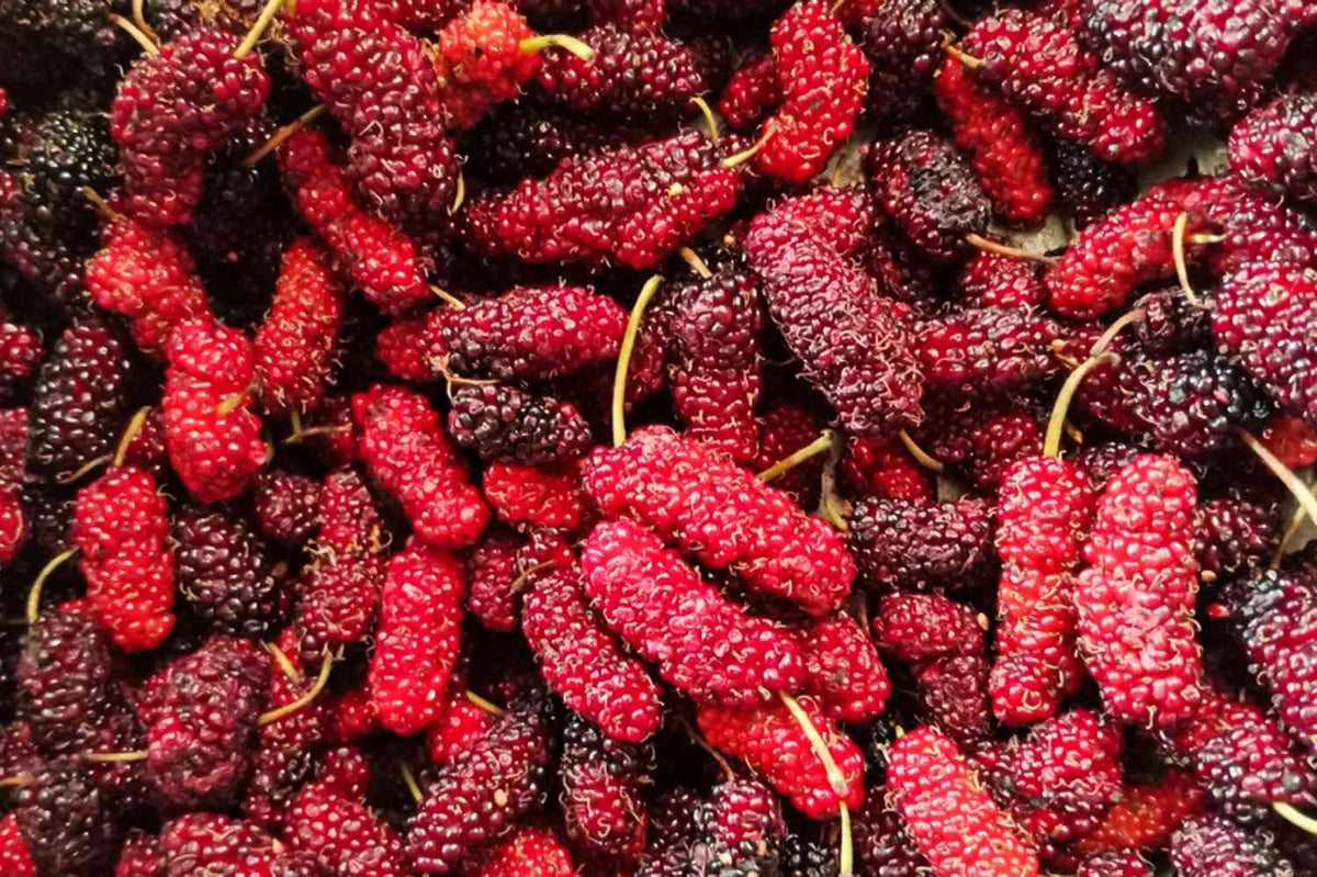 Red mulberry tree seeds growing into fruit-bearing trees in orchard