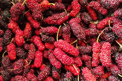 Red mulberry tree seeds growing into fruit-bearing trees in orchard