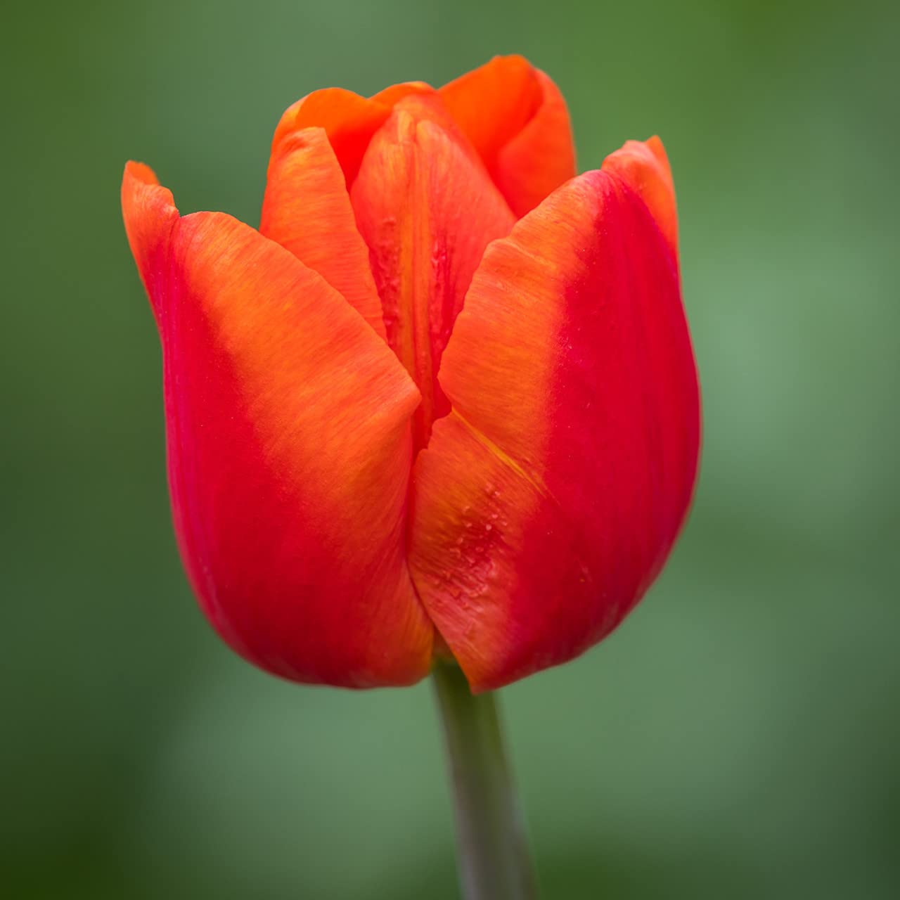 Red Orange Tulip Flower Seeds for Planting