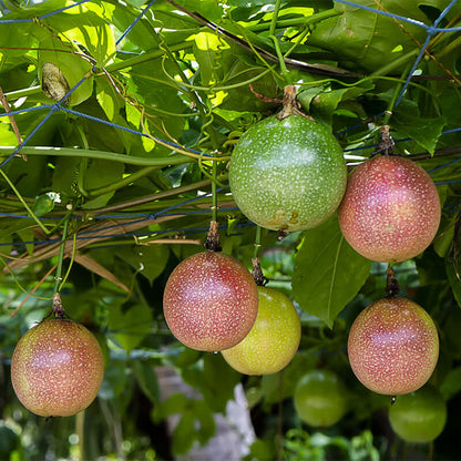 Red passion fruit seeds for planting Passiflora edulis tropical vines