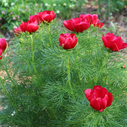 Red Peony Flowers Grown from Paeonia Tenuifolia Seeds in Garden