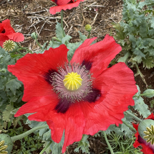 Pepperbox Flower seeds for Planting Wildflower Mix Heirloom & GMO Free Seeds for Home Garden