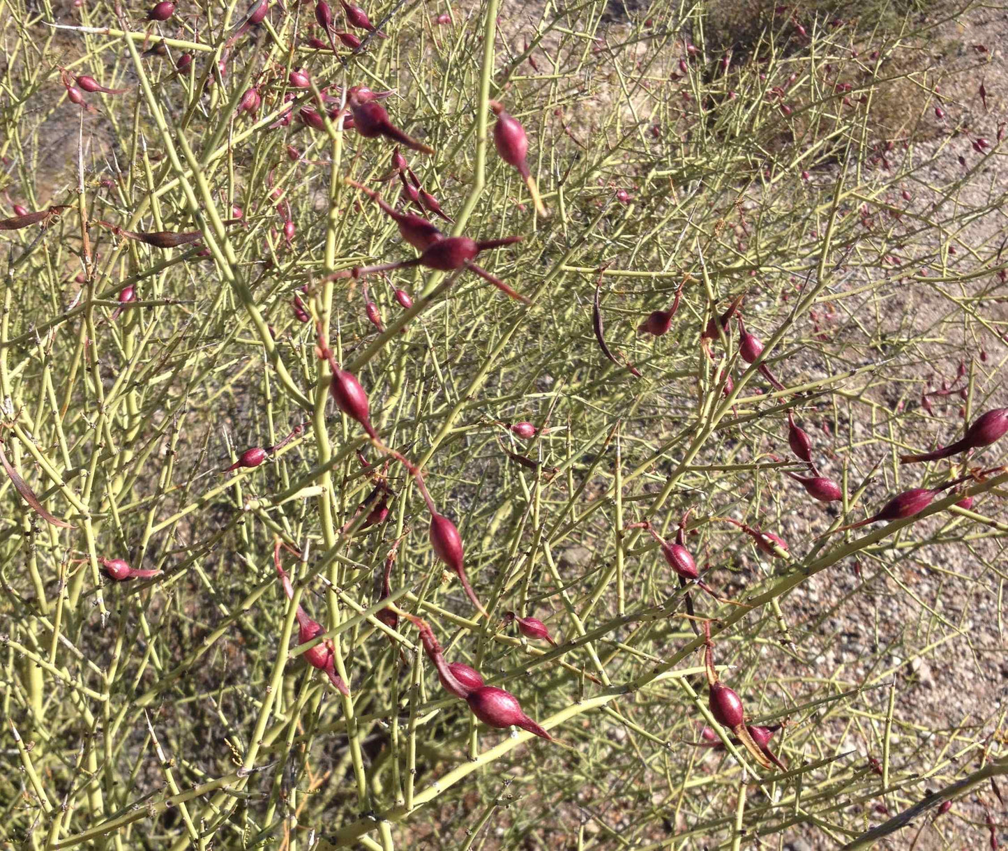 Desert Ironwood Tree Seeds – Heirloom Non-GMO Seeds for Home Garden Planting