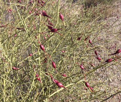 Desert Ironwood Tree Seeds – Heirloom Non-GMO Seeds for Home Garden Planting