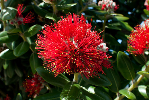 Red Pohutukawa Flower seeds for Planting Seasonal Bloomer, Heirloom & GMO Free Seeds for Home Garden vegetable and garden seeds