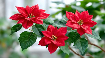 Poinsettia Flower seeds for Planting Easy to Grow Heirloom & GMO Free Seeds for Home Garden