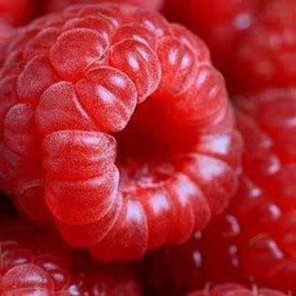 Red raspberry seeds for planting