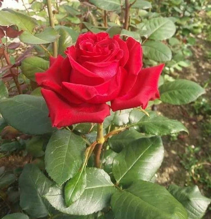 Red Rose Garden Blooms from Quality Seeds