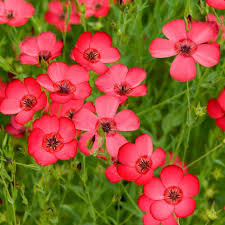 Non GMO Scarlet Flax seeds
