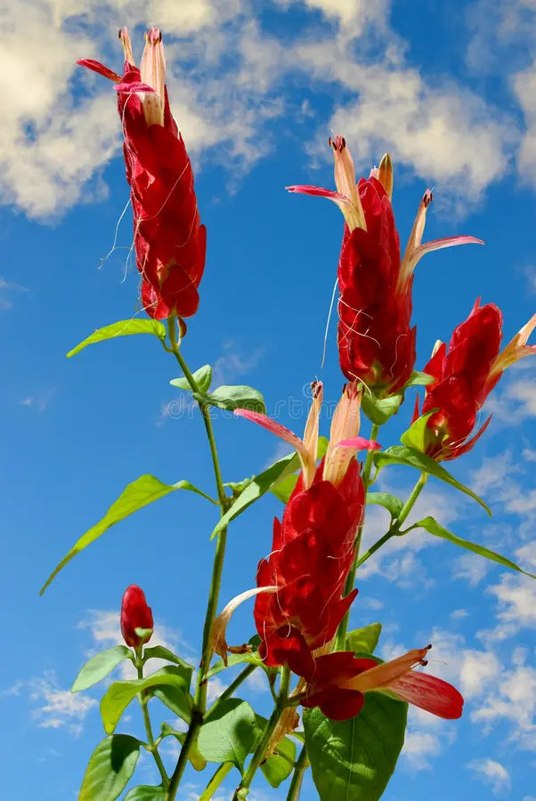 Pink Pachystachys Lutea Seeds Flower seeds for Planting Perfect for Borders, Heirloom & GMO Free Seeds for Home Garden vegetable and garden seeds