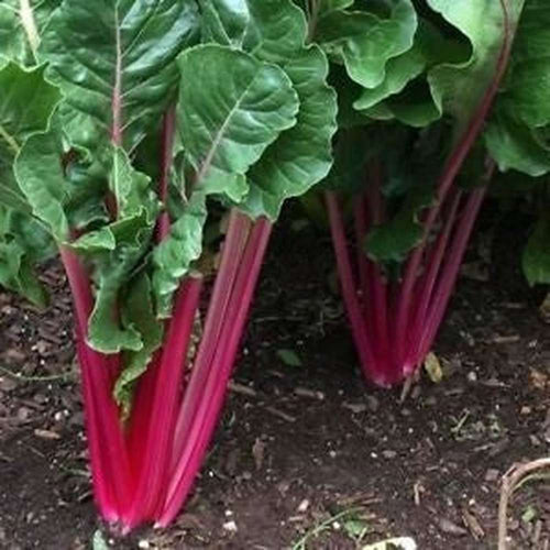 Red Swiss Ruby Vegetable Seeds for Easy Planting