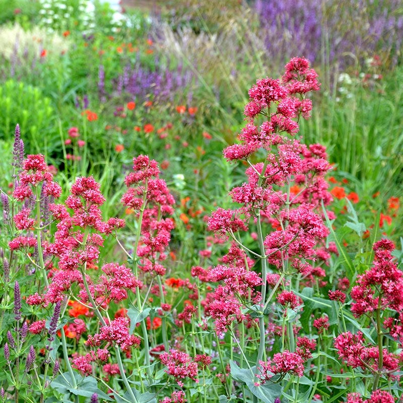 Mixed Jupiter's Flower seeds for Planting Drought Tolerant, Heirloom & GMO Free Seeds for Home Garden vegetable and garden seeds