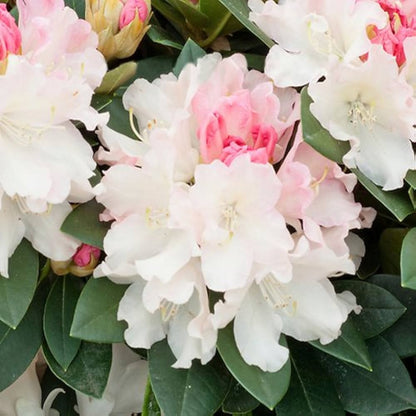 Red White Azalea Variety Seeds for Home Gardens