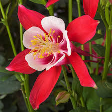 Red and White Columbine Flower Seeds for Planting
