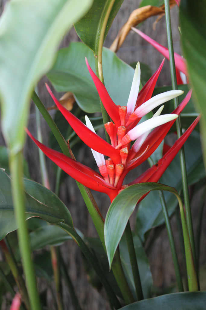 Premium Strelitzia Reginae Flower seeds for Planting Easy to Grow, Heirloom & GMO Free Seeds for Home Garden seeds