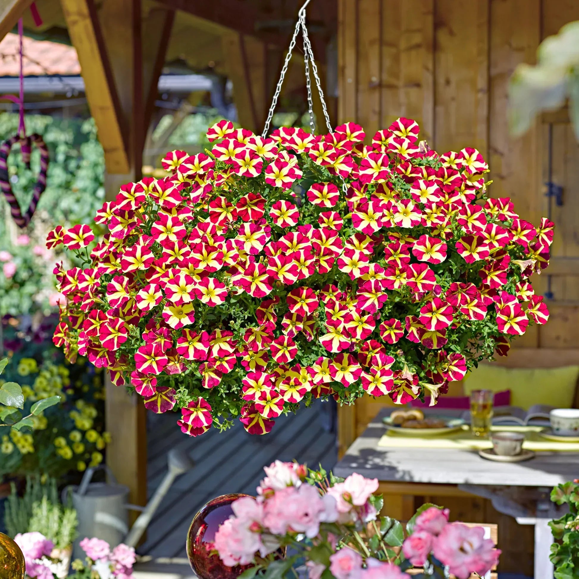 Red Yellow Petunia Seeds for Planting