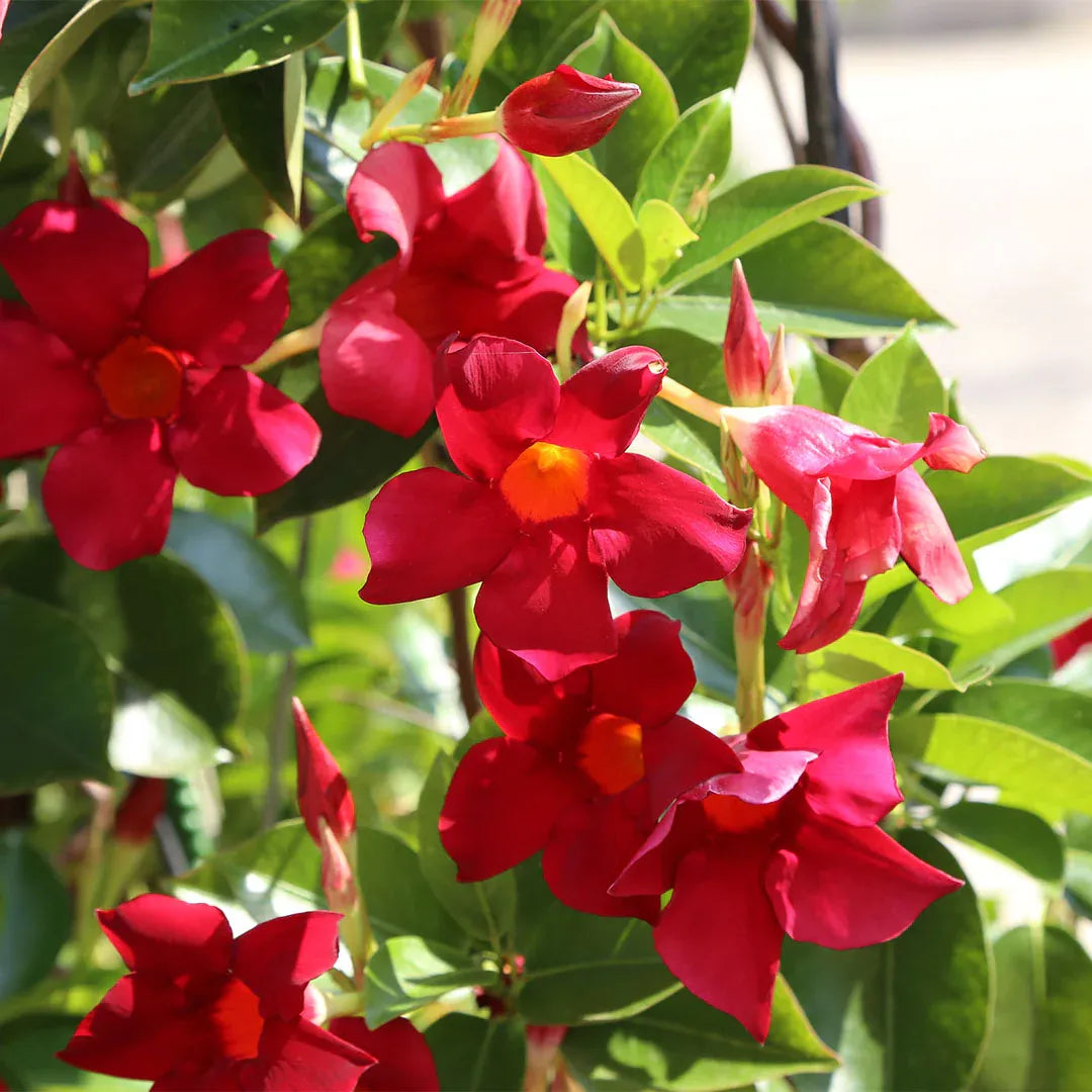 Red Mandevilla Flower seeds for Planting Seasonal Bloomer Heirloom & GMO Free Seeds for Home Garden