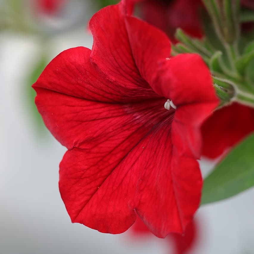 Heirloom Velour Petunia Flower seeds for Planting Pollinator Friendly Heirloom & GMO Free Seeds for Home Garden