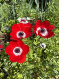 Red Anemone Flower seeds for Planting Bright Blooms, Heirloom & GMO Free Seeds for Home Garden seeds for planting