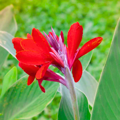 Canna Flower seeds for Planting Long Bloom Season Heirloom & GMO Free Seeds for Home Garden