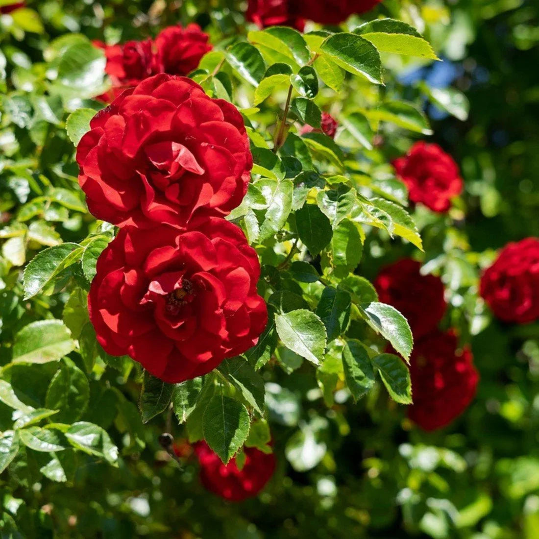 Climbing Rose Flower seeds for Planting Vibrant Colors Heirloom & GMO Free Seeds for Home Garden