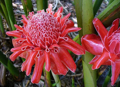 Torch Ginger Flower seeds for Planting Drought Tolerant Heirloom & GMO Free Seeds for Home Garden