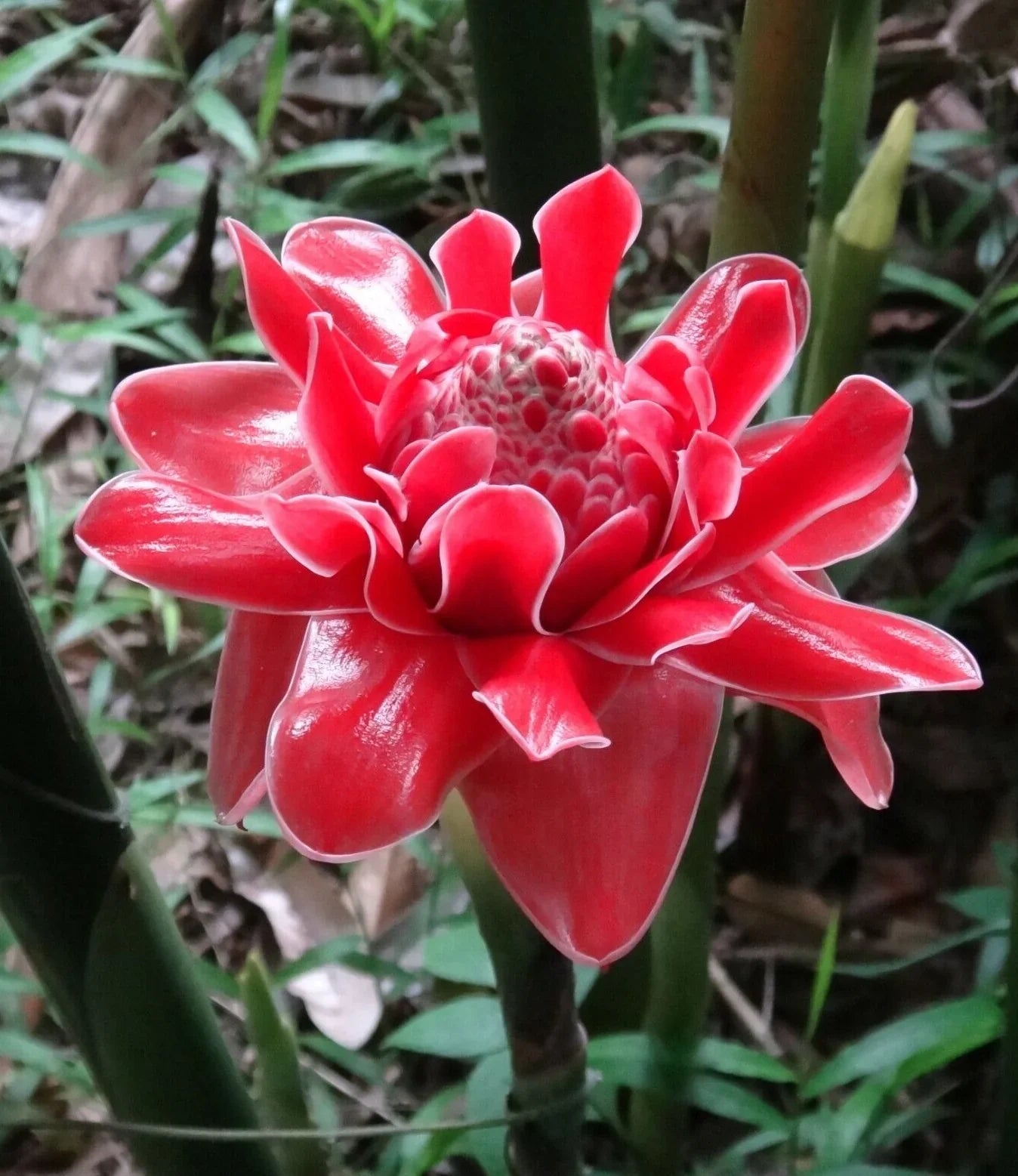 High quality Pink Etlingera Flower seeds for Planting Easy to Grow, Heirloom & GMO Free Seeds for Home Garden seeds pack