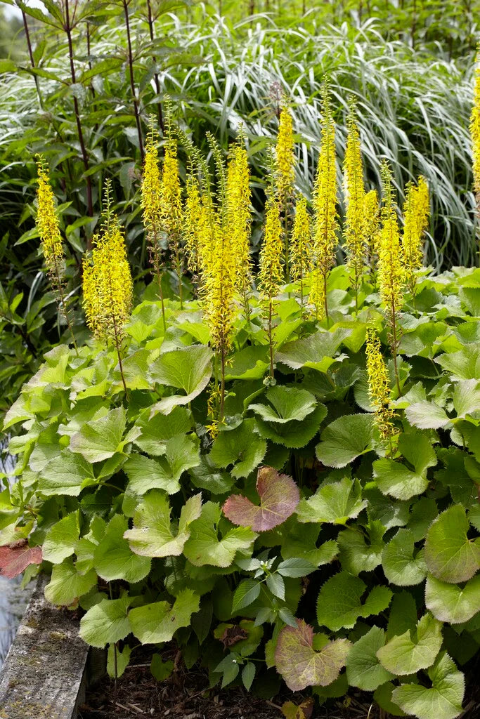 Yellow Woolly Mullein Flower seeds for Planting Compact Growth, Heirloom & GMO Free Seeds for Home Garden vegetable and garden seeds