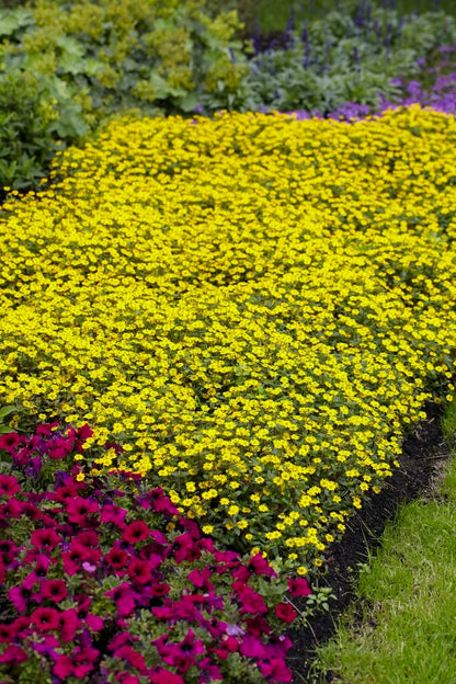 Sanvitalia Procumbens Flower seeds for Planting Hardy Variety Heirloom & GMO Free Seeds for Home Garden