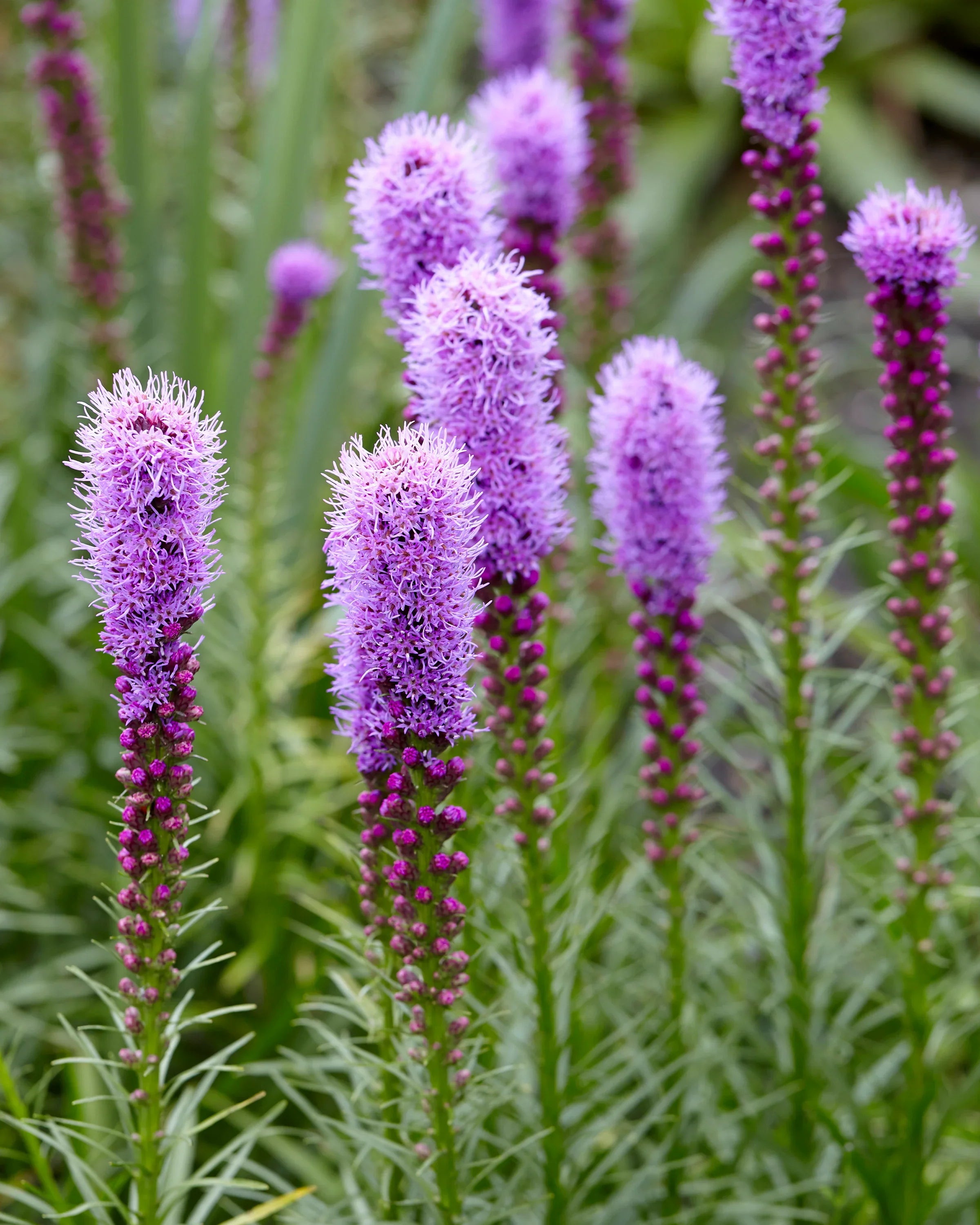 Purple Liatris Spicata Flower seeds for Planting Low Maintenance, Heirloom & GMO Free Seeds for Home Garden vegetable and garden seeds