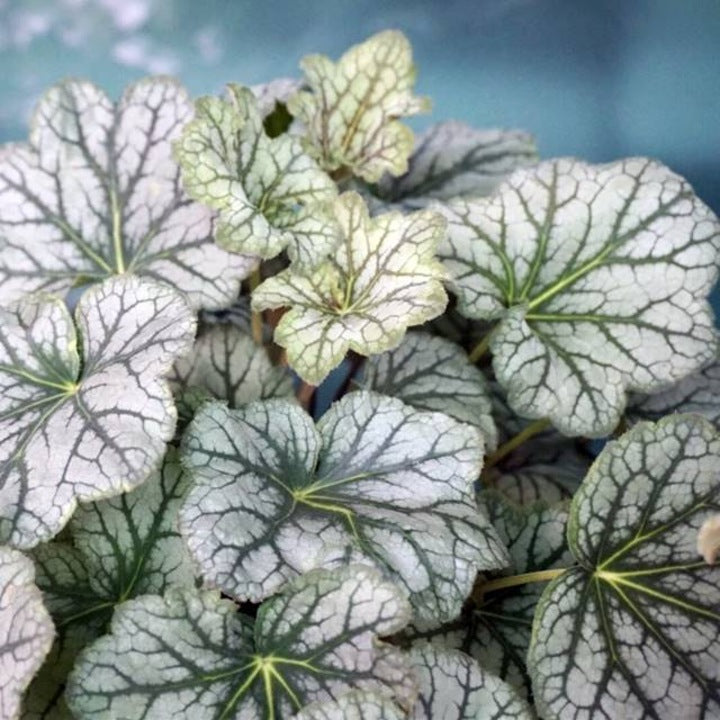 White Coral Bells Flower seeds for Planting Cut Flower Favorite, Heirloom & GMO Free Seeds for Home Garden vegetable and garden seeds