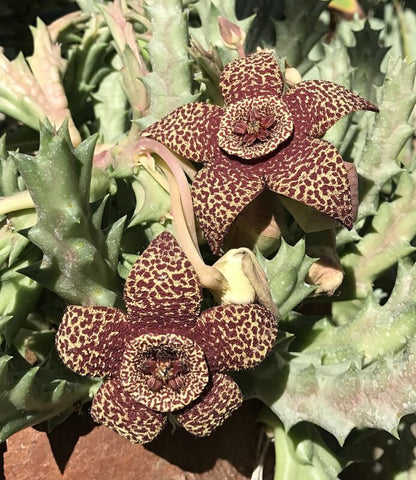 Stapelia Pulchella Flower seeds for Planting Colorful Display Heirloom & GMO Free Seeds for Home Garden