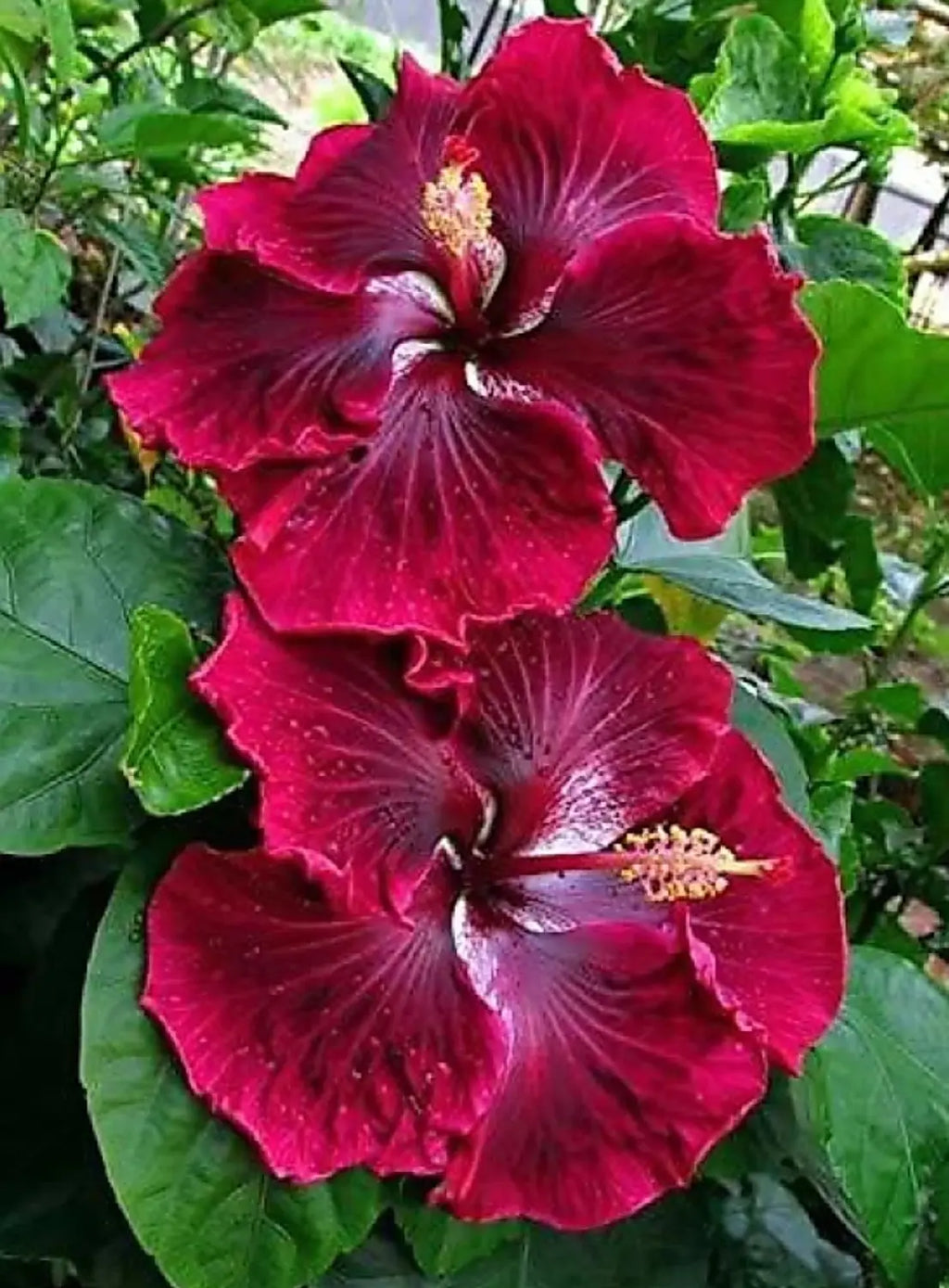 High quality Purple Maroon Hibiscus Flower seeds for Planting Colorful Display, Heirloom & GMO Free Seeds for Home Garden seeds pack